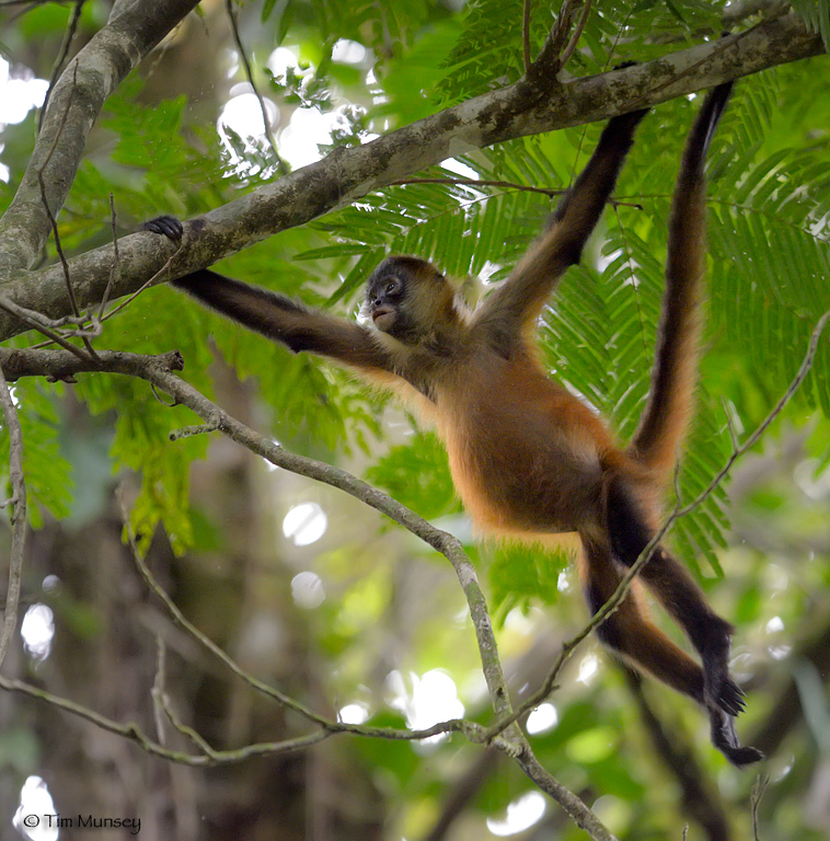 Spider Monkey Hanging Out